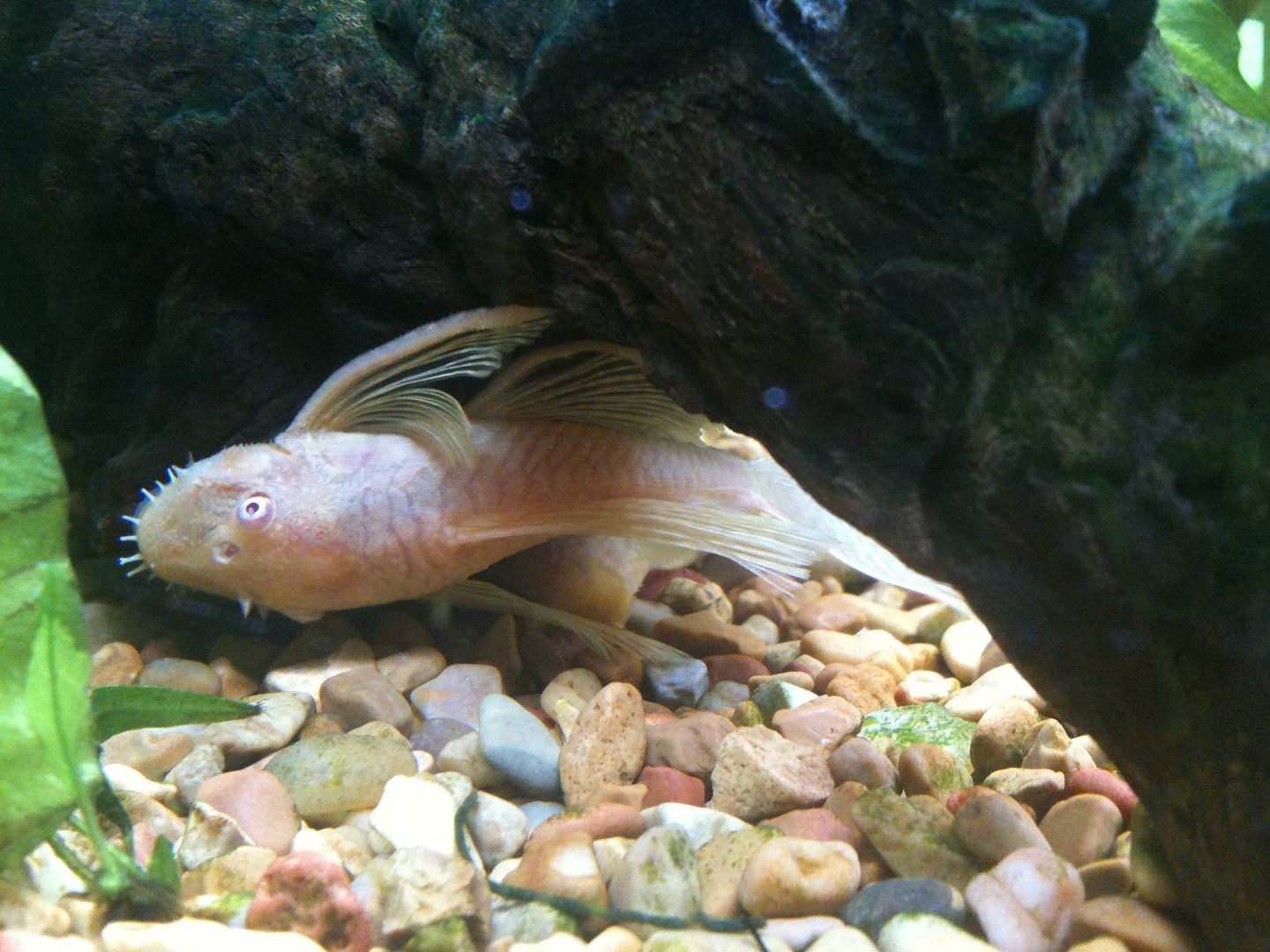 Albino Longfinned Bristlenose Pleco losing his long fins Aquarium Forum